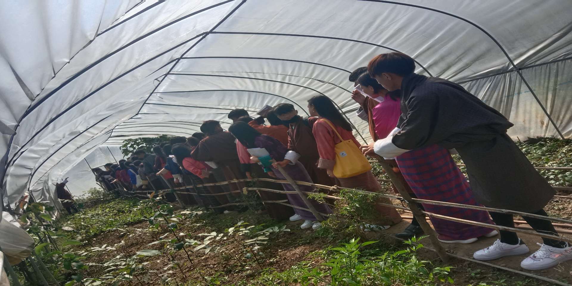 Bhutan Seedlings- Plant Nursery Farm In Bhutan