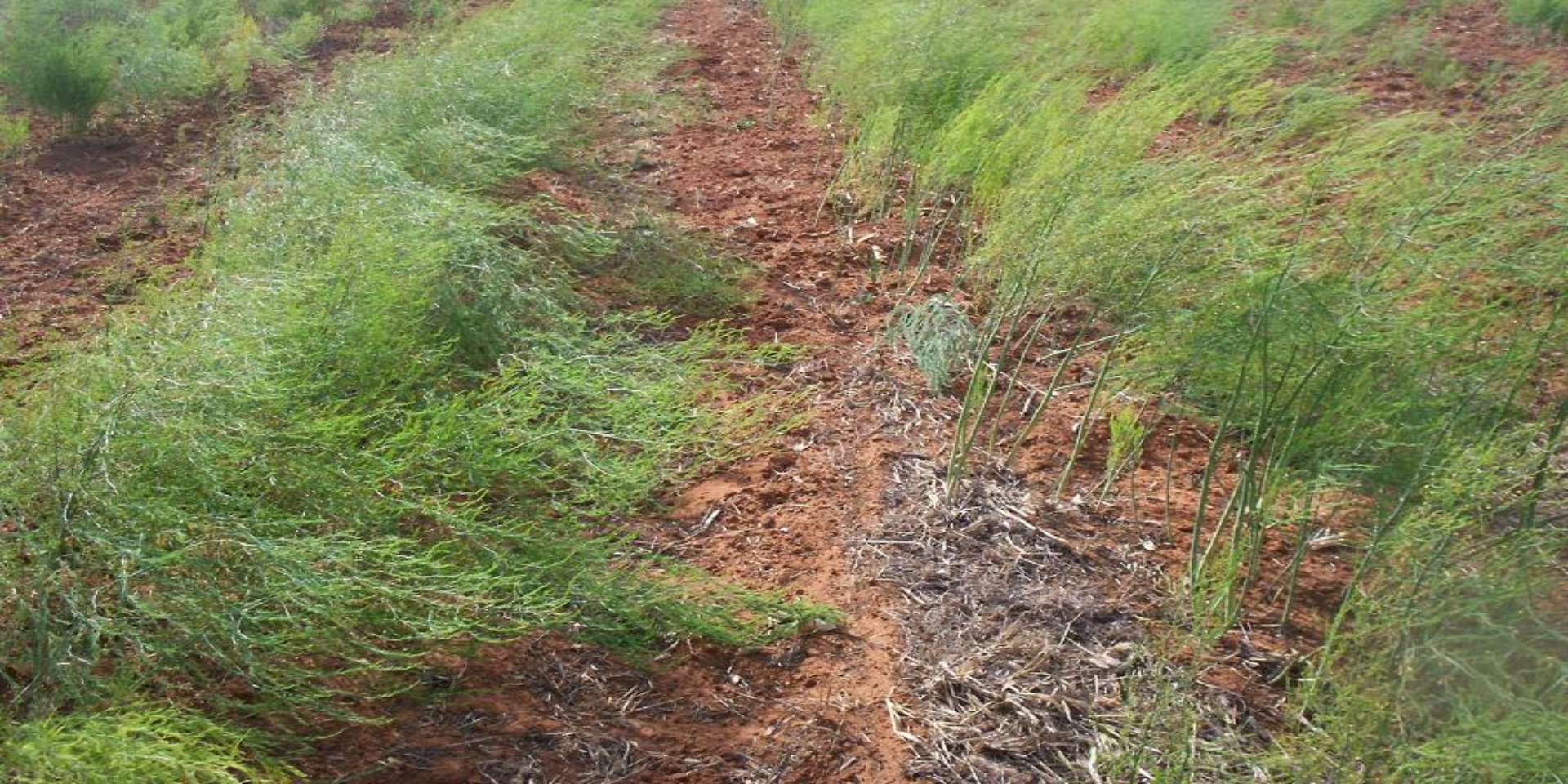 Bhutan Seedlings- Plant Nursery Farm In Bhutan