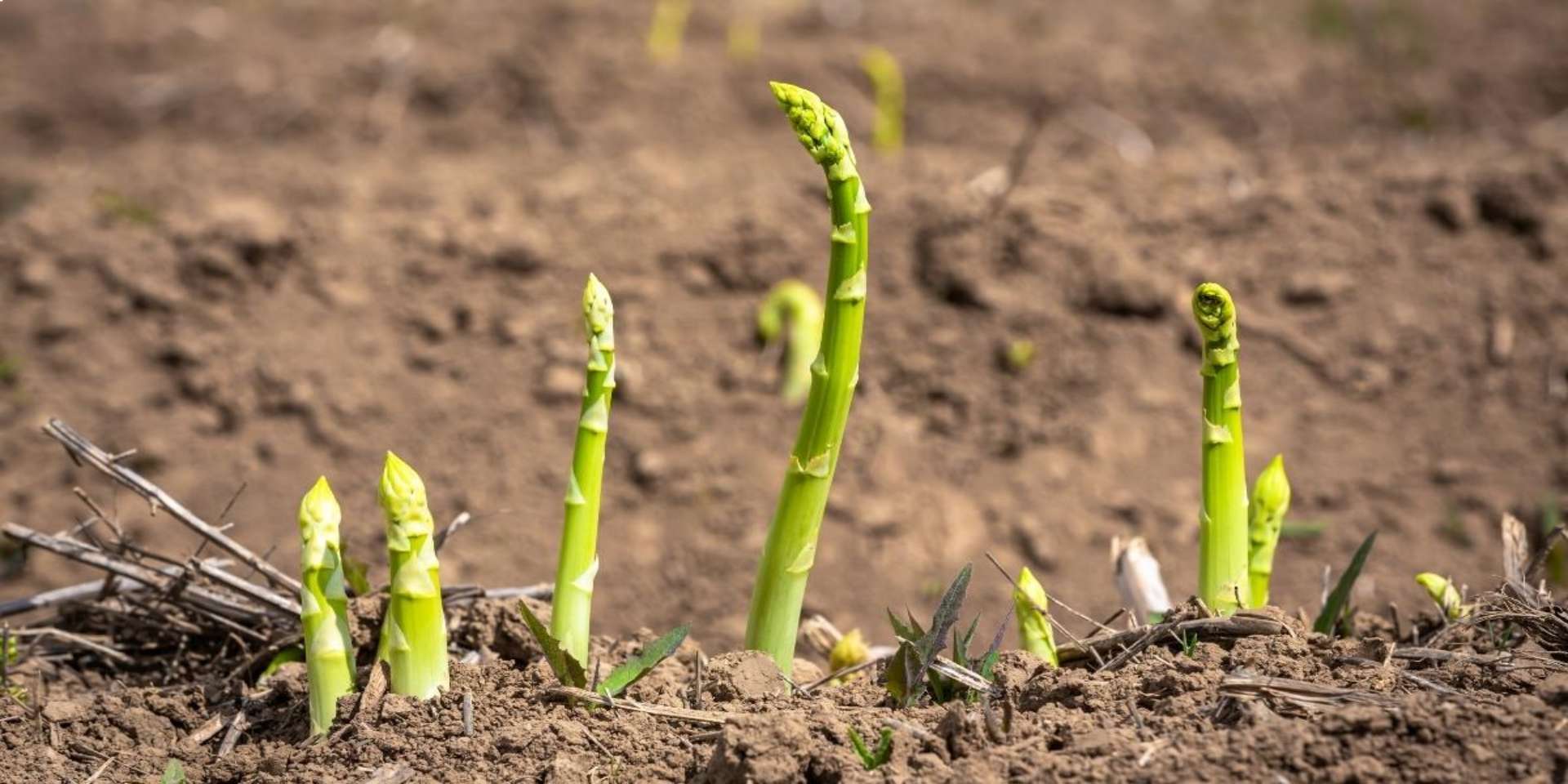 Bhutan Seedlings- Plant Nursery Farm In Bhutan